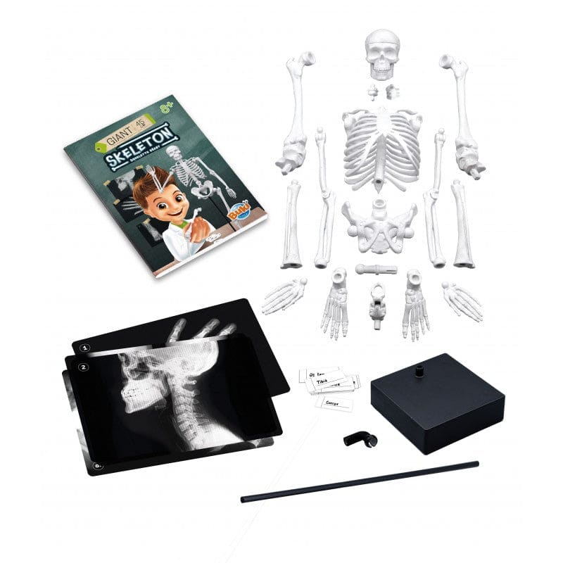 Buki Skeleton 45cm