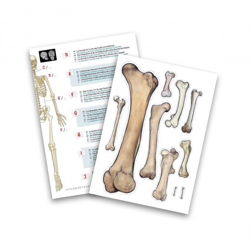 Buki Skeleton 45cm