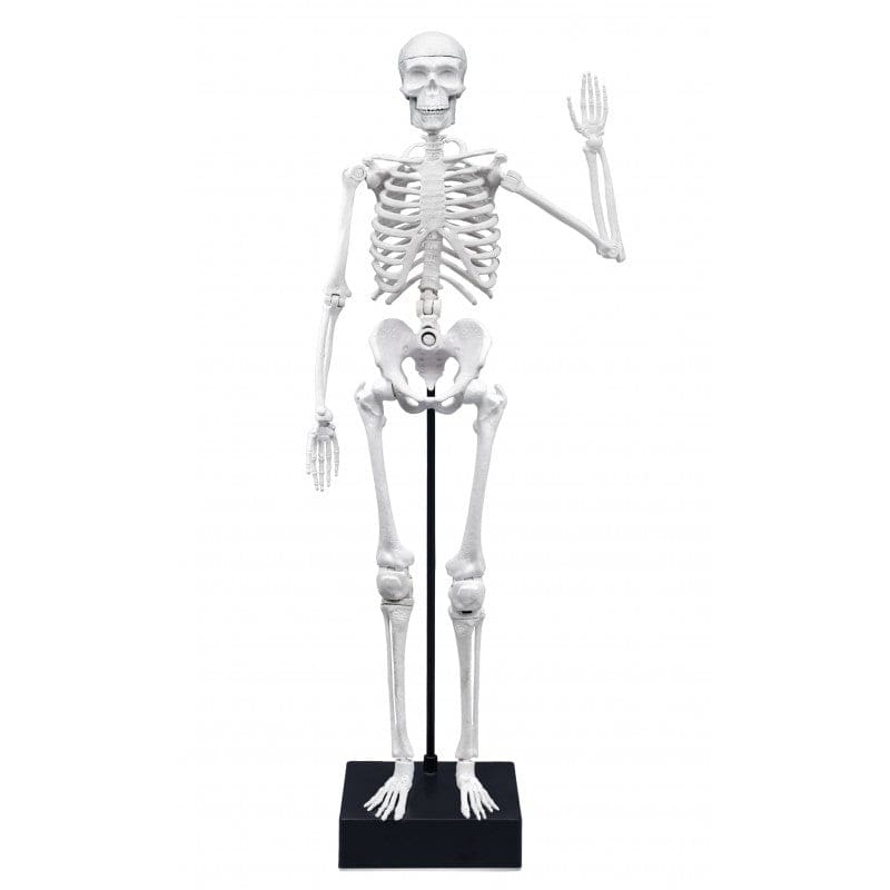 Buki Skeleton 45cm