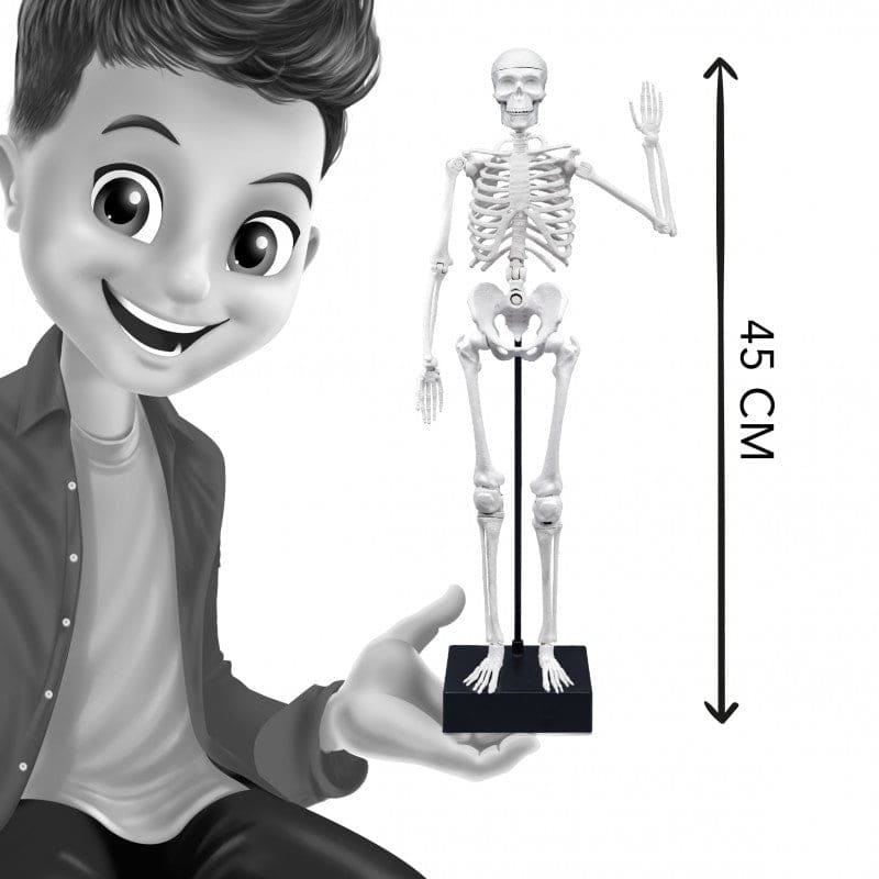Buki Skeleton 45cm