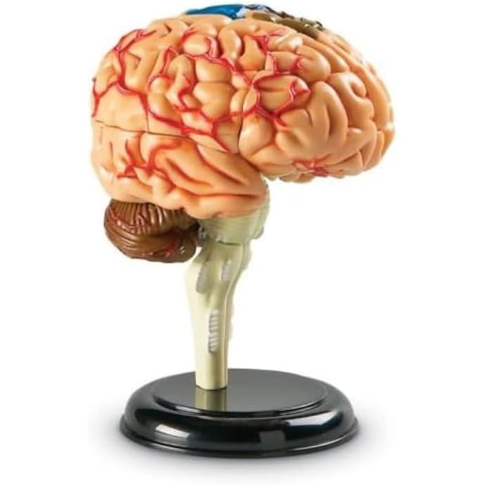 Brain Anatomy Model