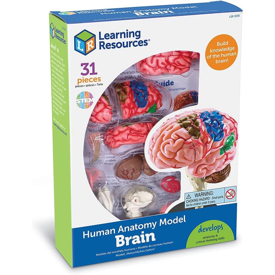 Brain Anatomy Model