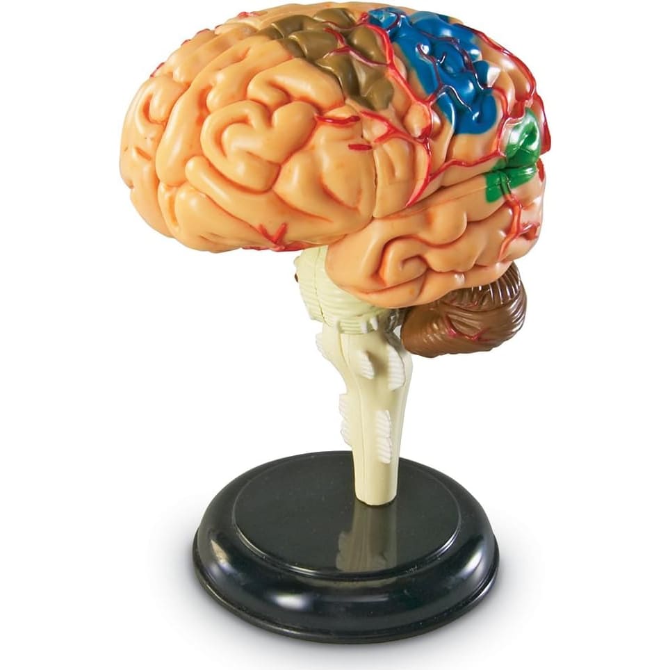 Brain Anatomy Model