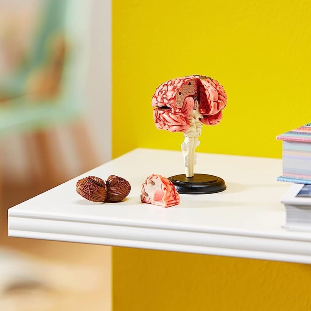 Brain Anatomy Model