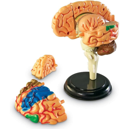 Brain Anatomy Model